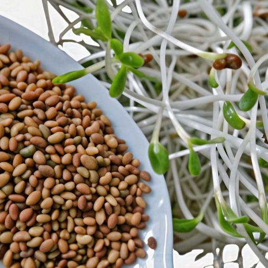 Alfalfa Seeds Manufacturers, Suppliers, Exporters in Pakistan