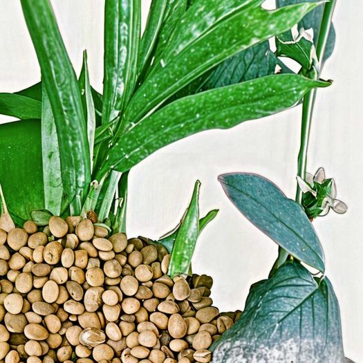 Guar Seeds And Guar Gum Manufacturers, Suppliers, Exporters in Pakistan