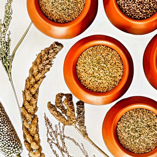 Millet Seeds Manufacturers, Suppliers, Exporters in Pakistan