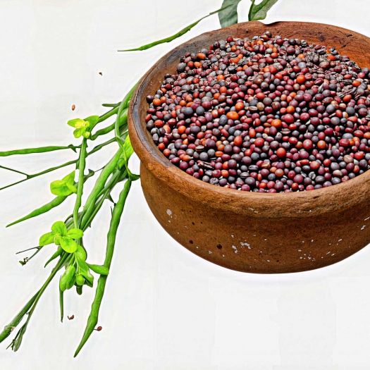 Mustard Seeds Manufacturers, Suppliers, Exporters in Pakistan