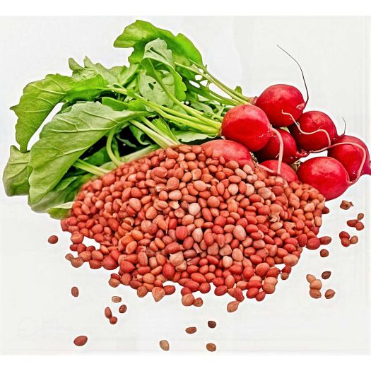 Radish Red Manufacturers, Suppliers, Exporters in Pakistan