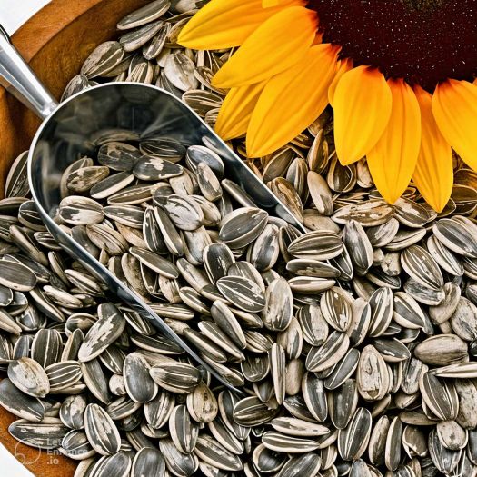 Sunflower Seeds Manufacturers, Suppliers, Exporters in Pakistan